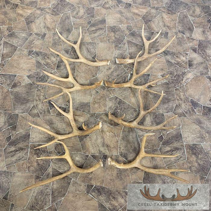 Mule Deer Antler Craft Pack For Sale