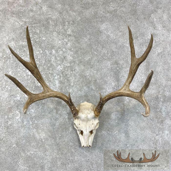Mule Deer Skull Antler European Mount For Sale