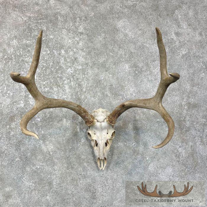 Mule Deer Skull Antler European Mount For Sale
