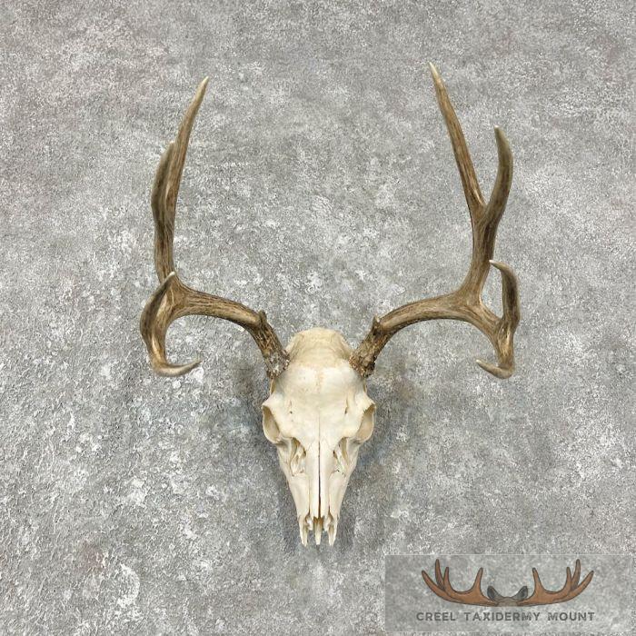 Mule Deer Skull Antler European Mount For Sale