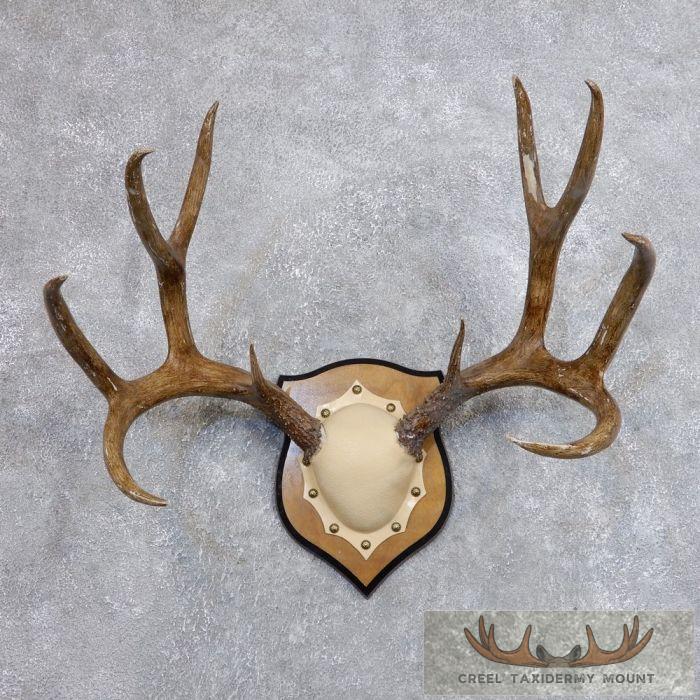 Mule Deer Antler Plaque Taxidermy Mount For Sale