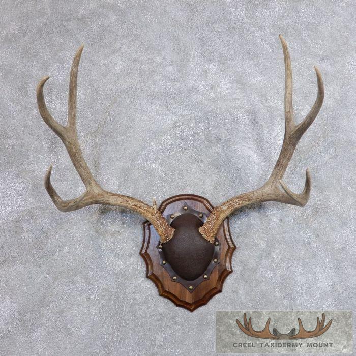 Mule Deer Antler Plaque Taxidermy Mount For Sale
