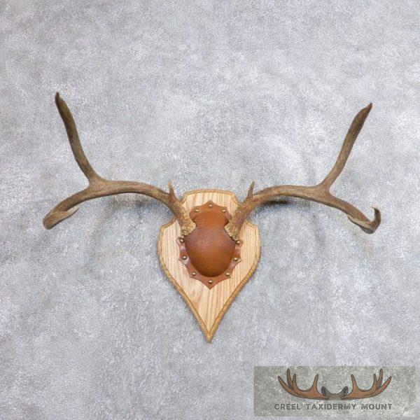 Mule Deer Antler Plaque Taxidermy Mount For Sale