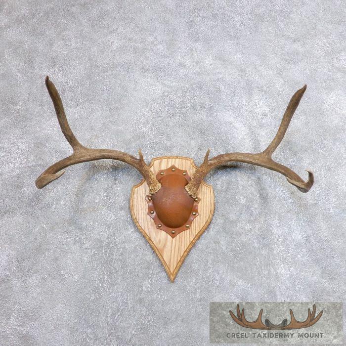 Mule Deer Antler Plaque Taxidermy Mount For Sale
