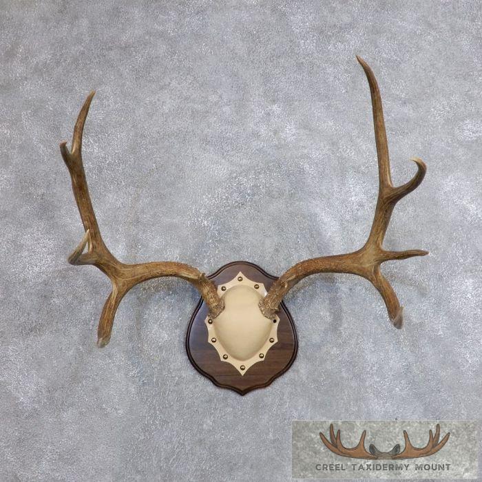 Mule Deer Antler Plaque Taxidermy Mount For Sale - Image 2