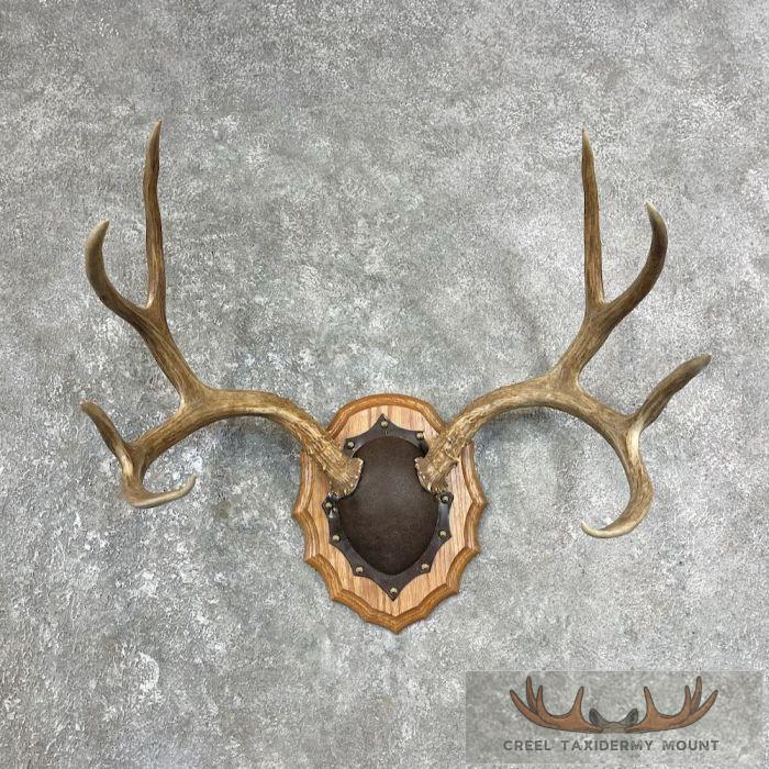 Mule Deer Antler Plaque Taxidermy Mount For Sale