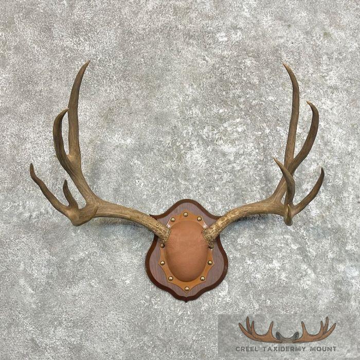 Mule Deer Antler Plaque Taxidermy Mount For Sale