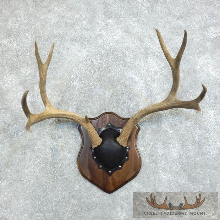 Mule Deer Antler Plaque Taxidermy Mount For Sale