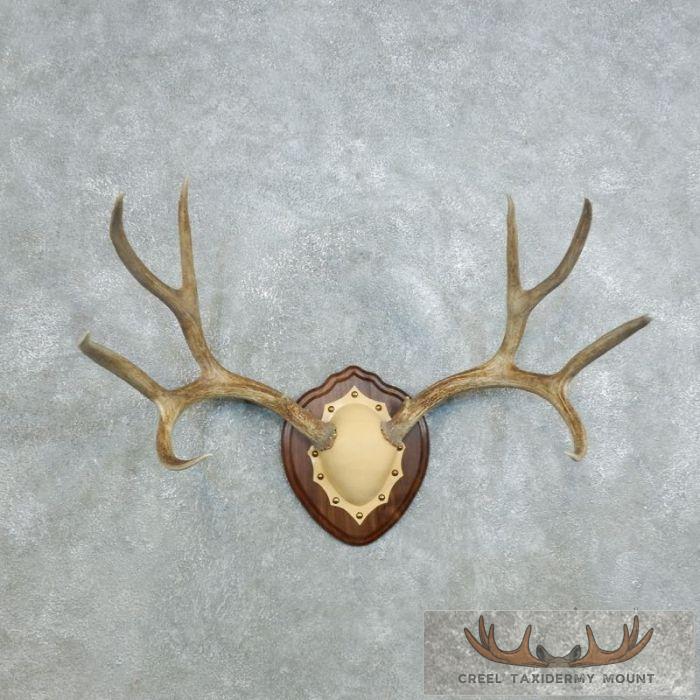 Mule Deer Antler Plaque Taxidermy Mount For Sale