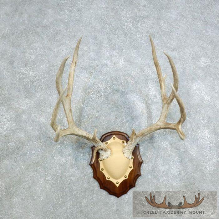 Mule Deer Antler Plaque Taxidermy Mount For Sale