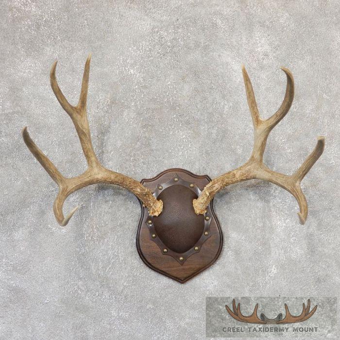 Mule Deer Antler Plaque Taxidermy Mount For Sale