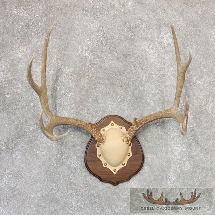 Mule Deer Antler Plaque Taxidermy Mount For Sale