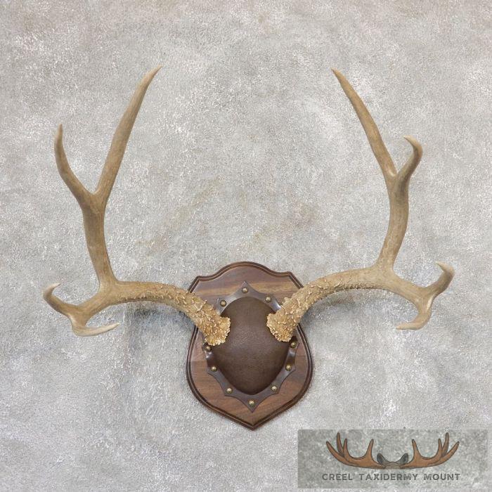 Mule Deer Antler Plaque Taxidermy Mount For Sale