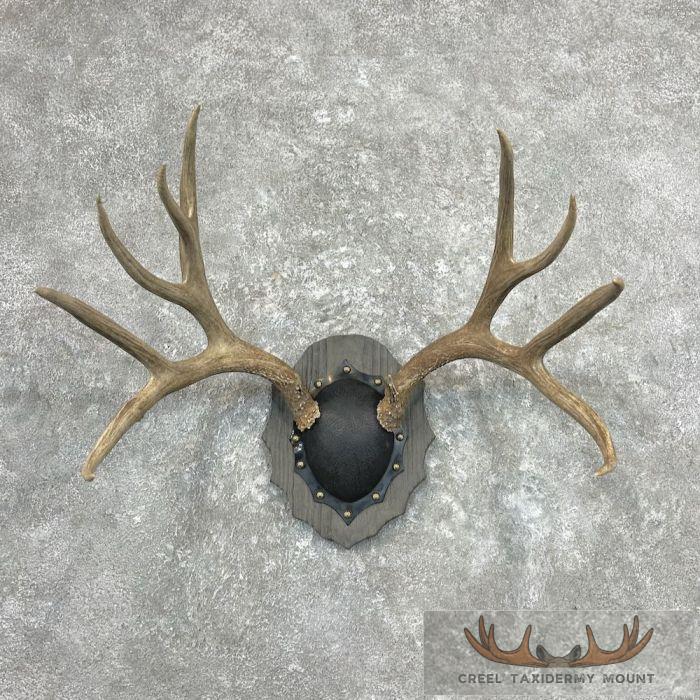 Mule Deer Antler Plaque Taxidermy Mount For Sale