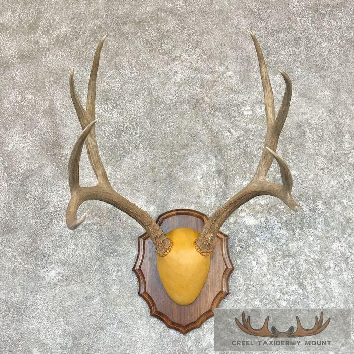 Mule Deer Antler Plaque Taxidermy Mount For Sale
