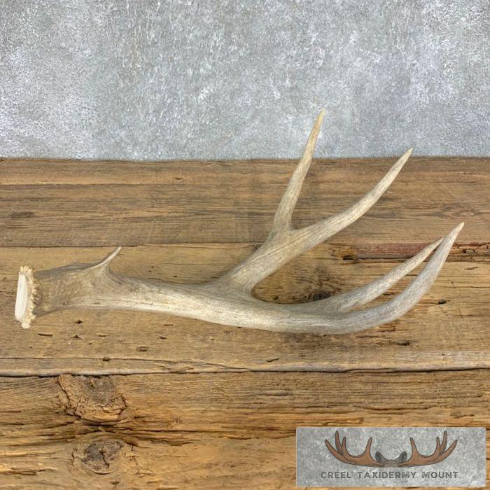 Mule Deer Antler Shed Taxidermy Ranch Decoration For Sale