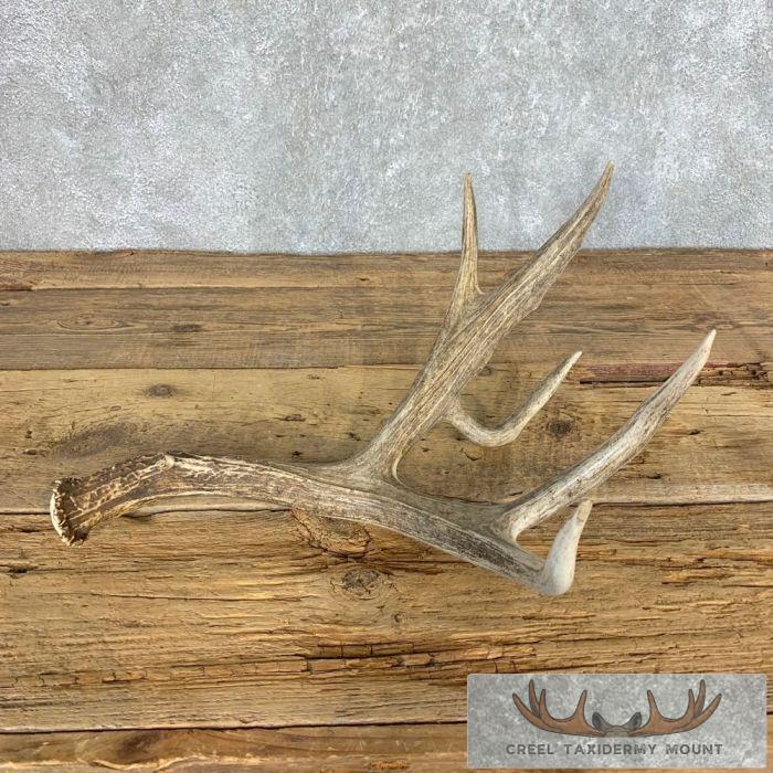 Mule Deer Antler Shed Taxidermy Lodge Decoration For Sale