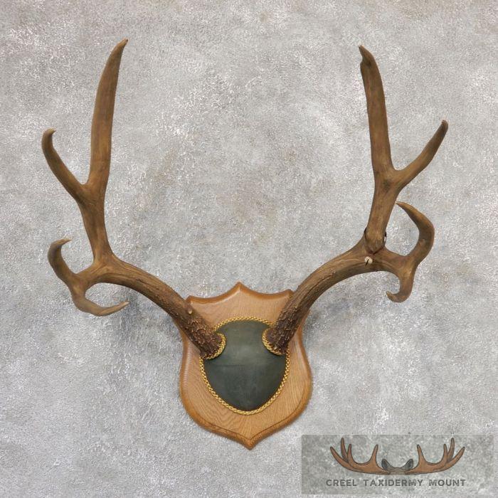 Mule Deer Antler Plaque Taxidermy Mount For Sale