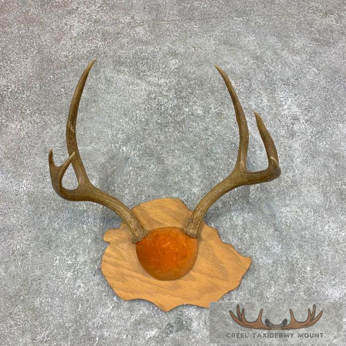 Mule Deer Antler Plaque Taxidermy Mount For Sale