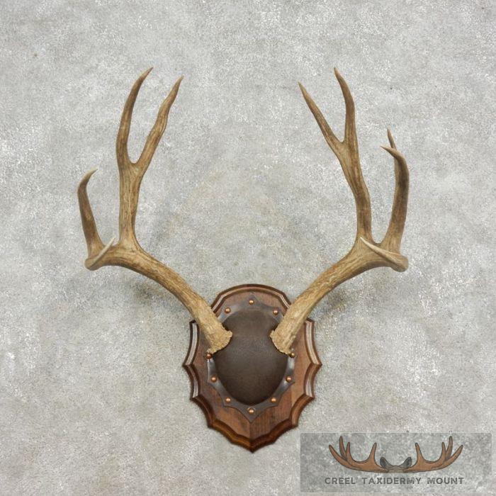 Mule Deer Antler Plaque Taxidermy Mount For Sale