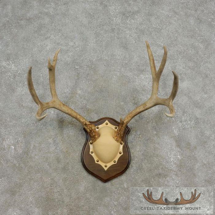Mule Deer Antler Plaque Taxidermy Mount For Sale