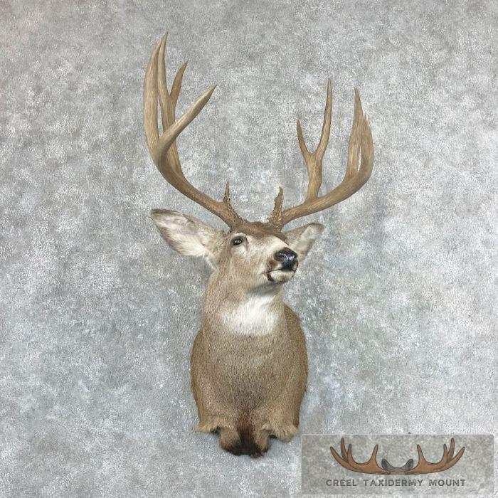Mule Deer Taxidermy Shoulder Mount For Sale