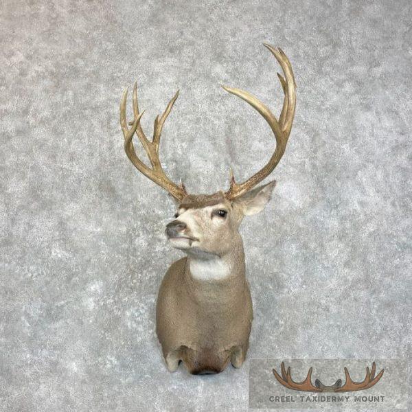 Mule Deer Taxidermy Shoulder Mount For Sale