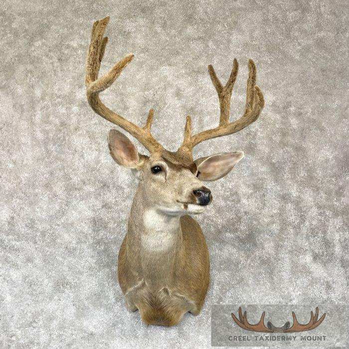 Mule Deer Taxidermy Shoulder Mount For Sale