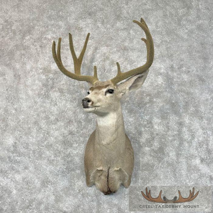 Mule Deer Taxidermy Shoulder Mount For Sale