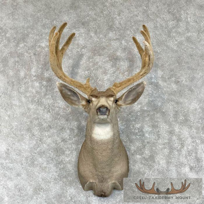 Mule Deer Taxidermy Shoulder Mount For Sale