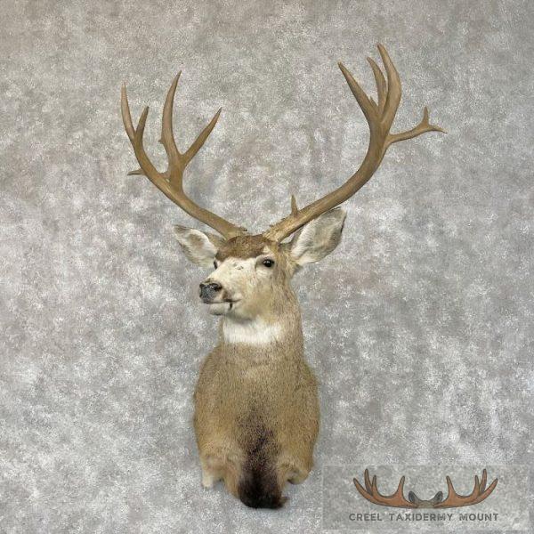 Mule Deer Taxidermy Shoulder Mount For Sale