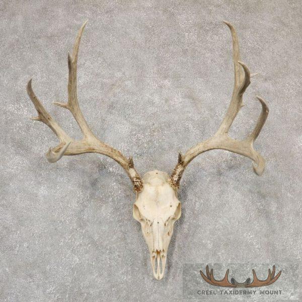 Mule Deer Skull & Antler European Taxidermy Mount For Sale