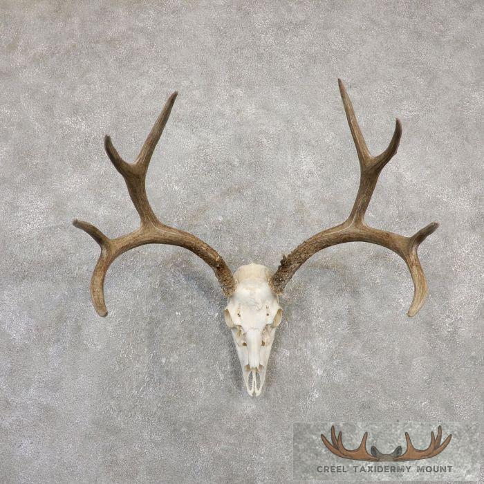 Mule Deer Skull Antler European Taxidermy Mount For Sale