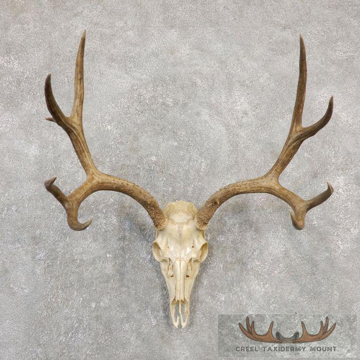 Mule Deer Skull Antler European Taxidermy Mount For Sale