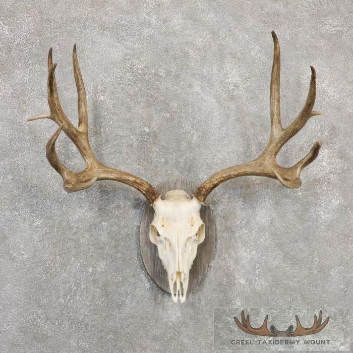 Mule Deer Skull Antler European Taxidermy Mount For Sale