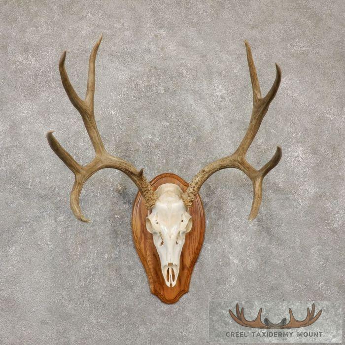 Mule Deer Skull Antler European Taxidermy Mount For Sale