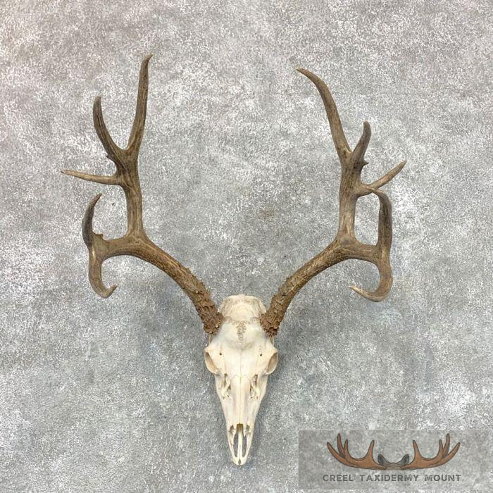 Mule Deer Skull Antler European Taxidermy Mount For Sale