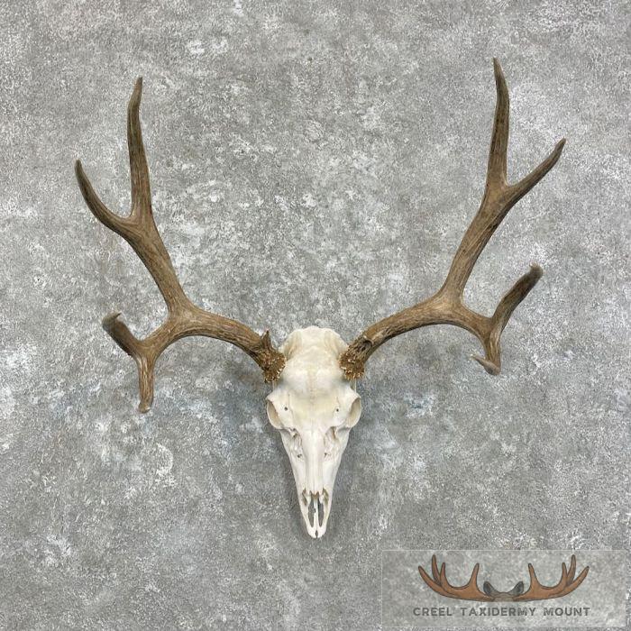 Mule Deer Skull European Taxidermy Mount For Sale