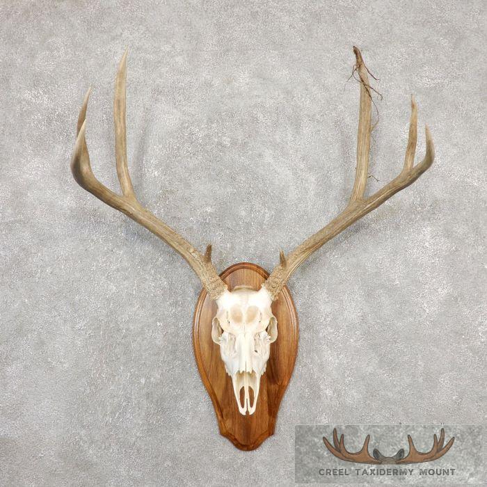 Mule Deer Skull European Taxidermy Mount For Sale