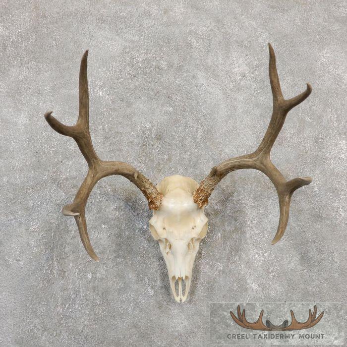 Mule Deer Skull European Taxidermy Mount For Sale