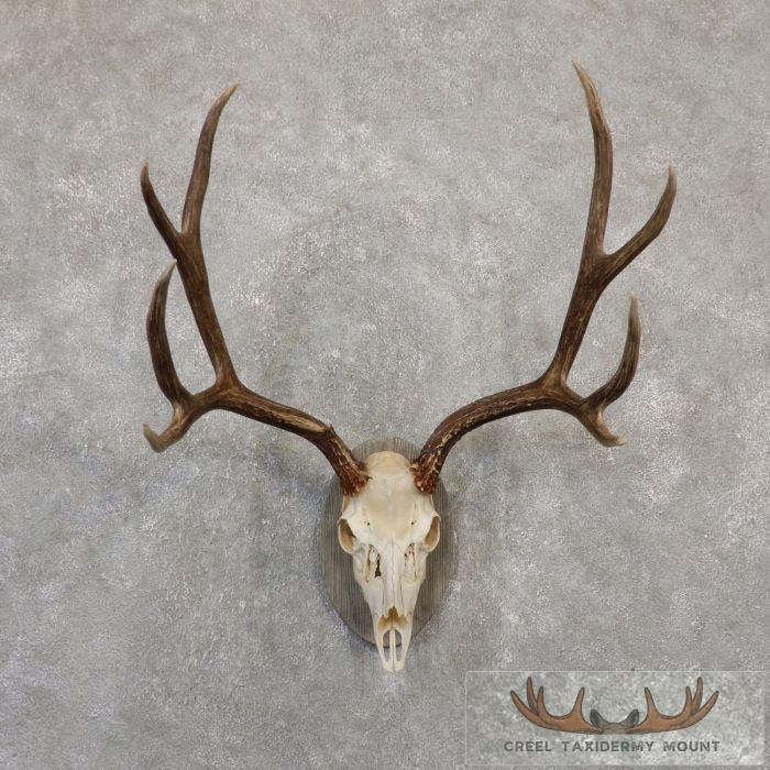 Mule Deer Skull European Taxidermy Mount For Sale
