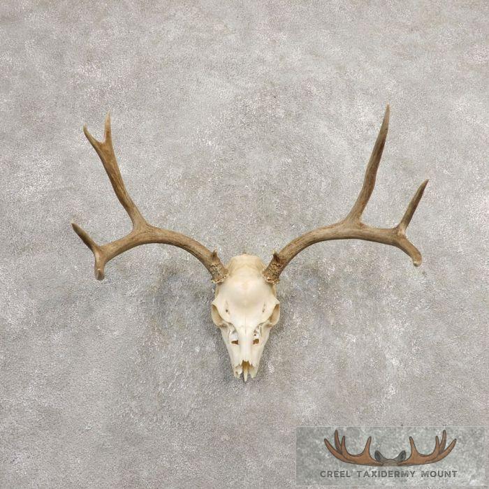 Mule Deer Skull European Taxidermy Mount For Sale