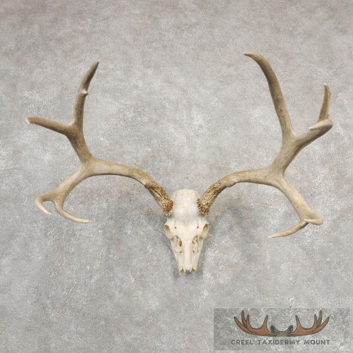 Mule Deer Skull European Taxidermy Mount For Sale
