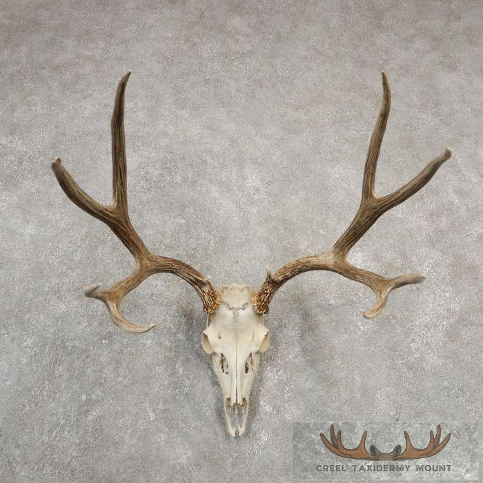Mule Deer Skull European Taxidermy Mount For Sale