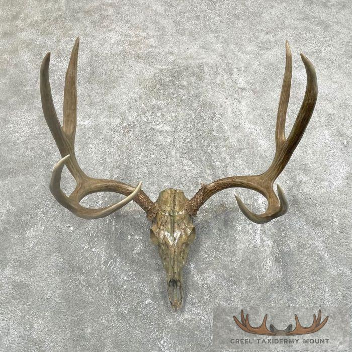 Mule Deer Skull European Taxidermy Mount For Sale