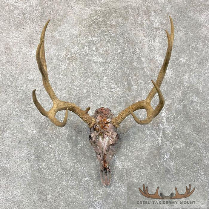 Mule Deer Skull European Taxidermy Mount For Sale
