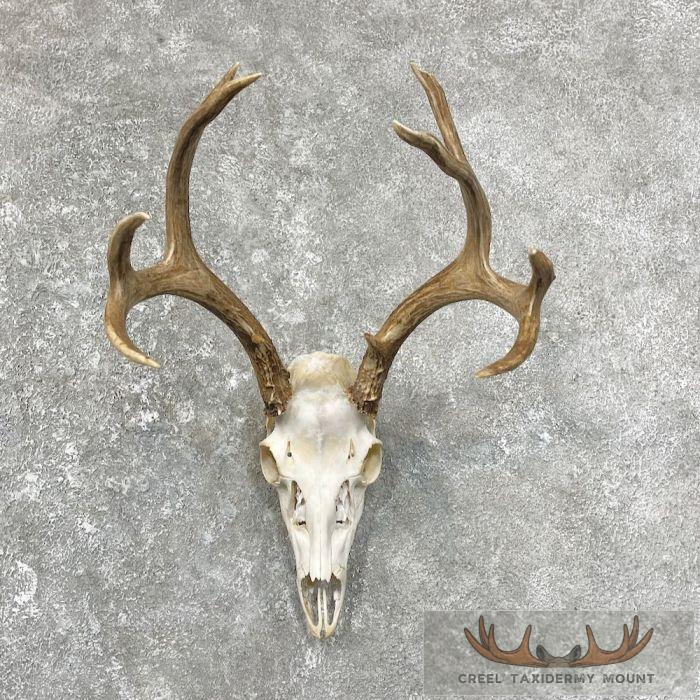 Mule Deer Skull European Taxidermy Mount For Sale