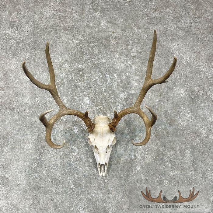 Mule Deer Skull European Taxidermy Mount For Sale