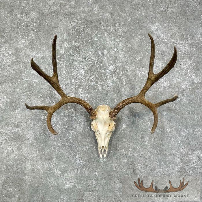 Mule Deer Skull European Taxidermy Mount For Sale