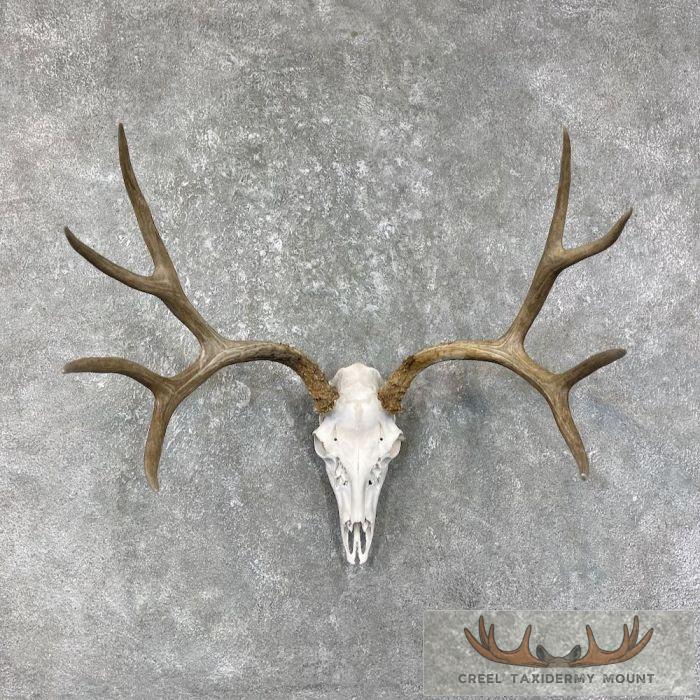 Mule Deer Skull European Taxidermy Mount For Sale